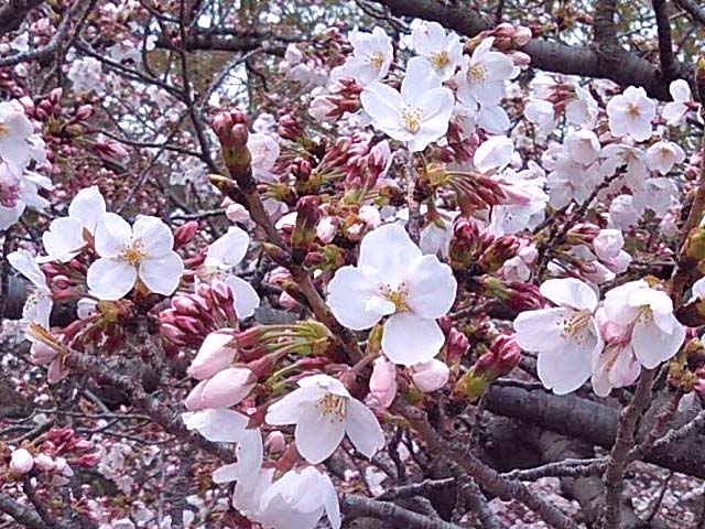 f:id:katekobe:20190329052652j:plain