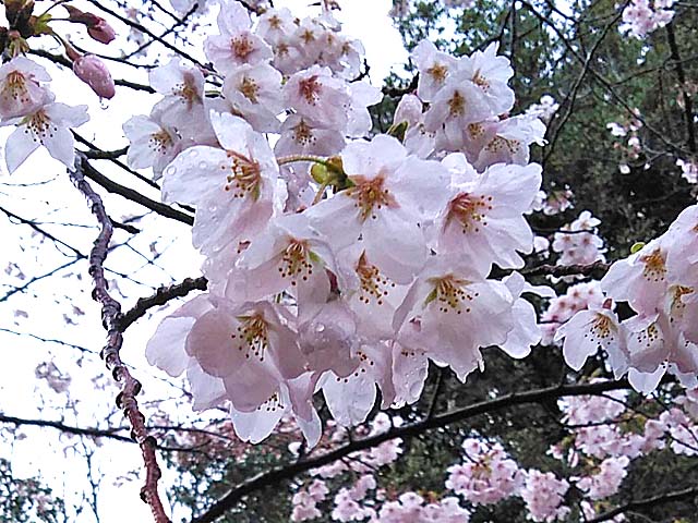 f:id:katekobe:20190402065248j:plain