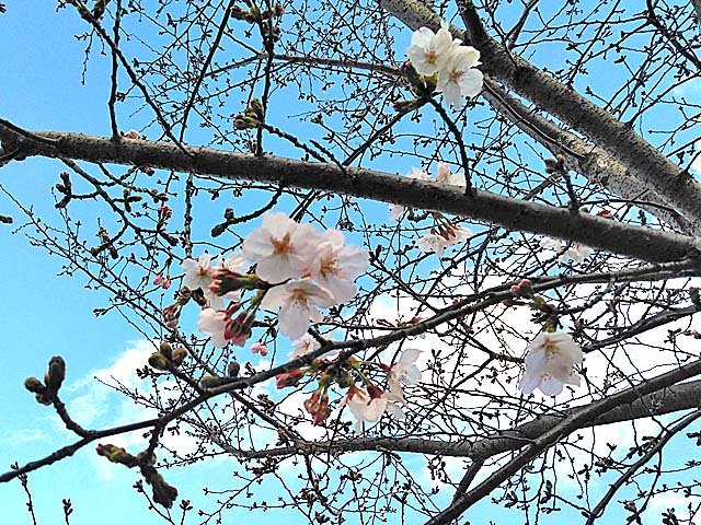 f:id:katekobe:20190402070818j:plain