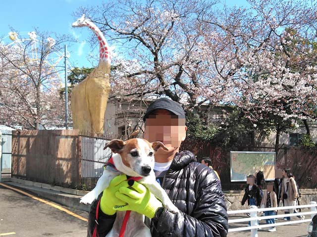 f:id:katekobe:20190403063830j:plain