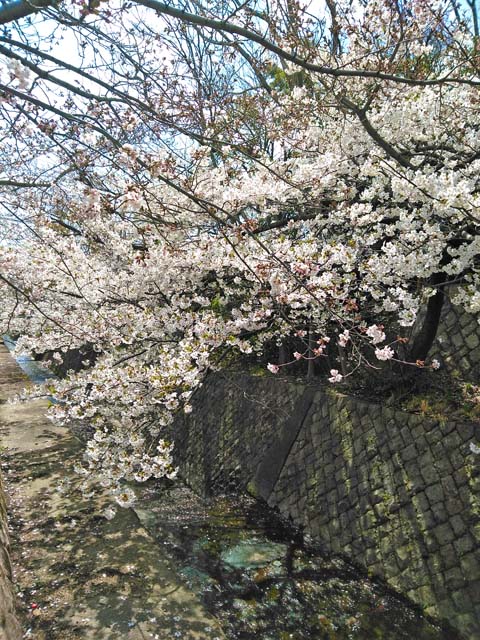 f:id:katekobe:20190403065549j:plain