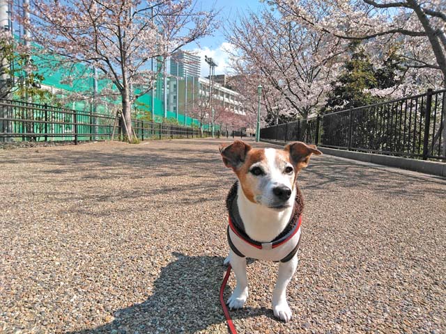 f:id:katekobe:20190405063219j:plain