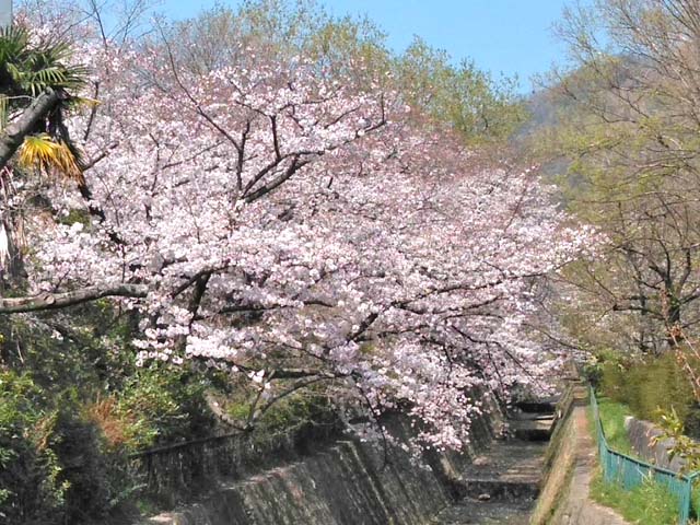 f:id:katekobe:20190405063817j:plain