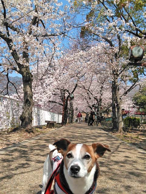 f:id:katekobe:20190405064019j:plain
