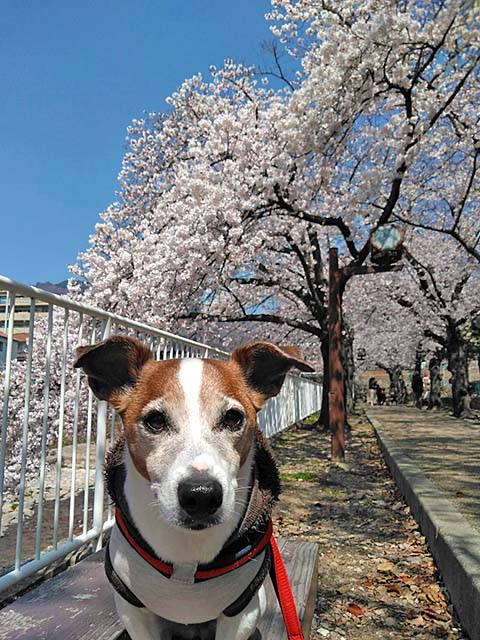 f:id:katekobe:20190405064126j:plain