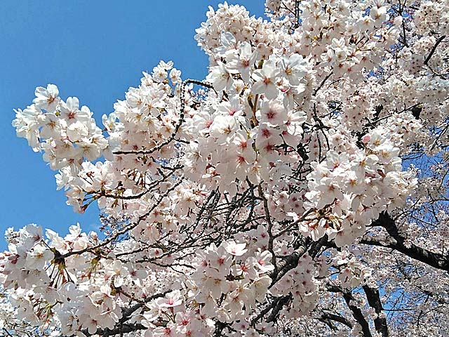 f:id:katekobe:20190405064156j:plain