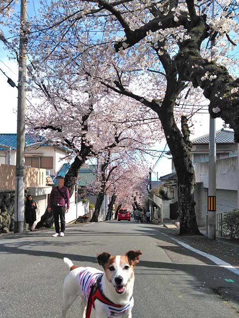 f:id:katekobe:20190406071425j:plain