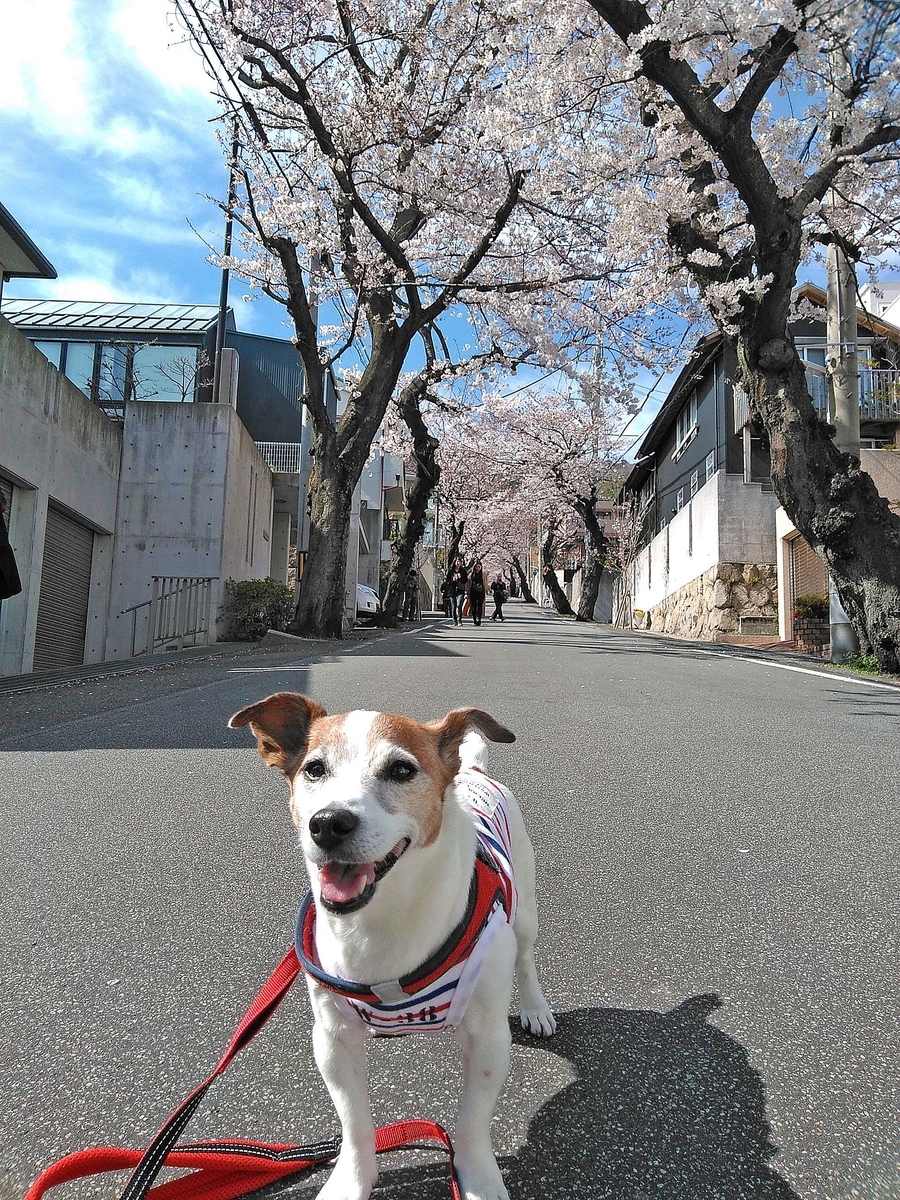 f:id:katekobe:20190406072047j:plain