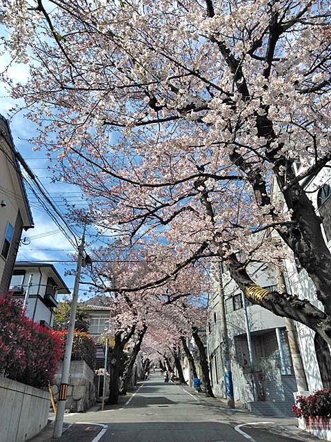 f:id:katekobe:20190406072225j:plain