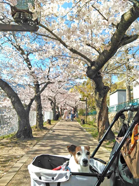 f:id:katekobe:20190406072700j:plain