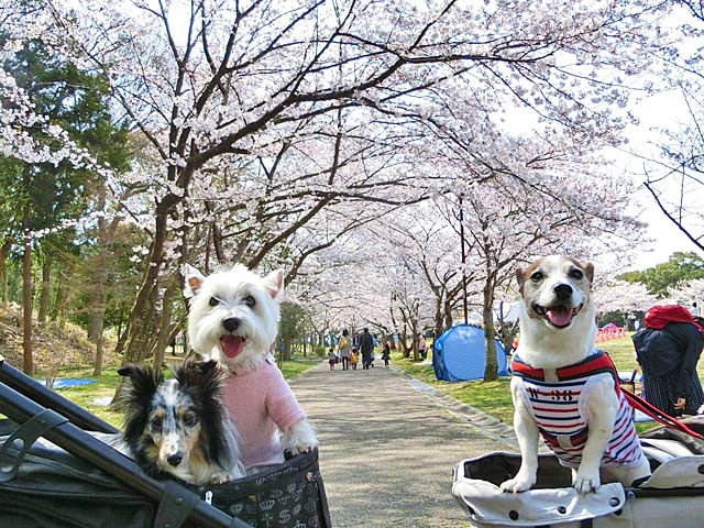 f:id:katekobe:20190408075949j:plain f:id:katekobe:20190408075949j:plain