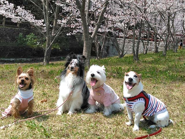 f:id:katekobe:20190408080629j:plain f:id:katekobe:20190408080629j:plain