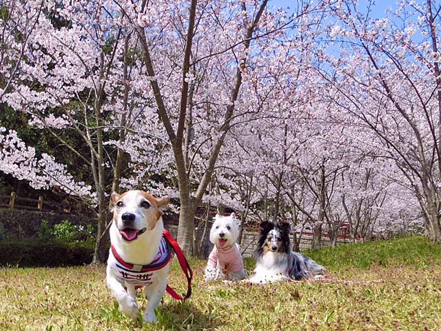 f:id:katekobe:20190408080758j:plain f:id:katekobe:20190408080758j:plain