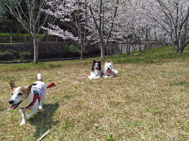 f:id:katekobe:20190408080915j:plain f:id:katekobe:20190408080915j:plain