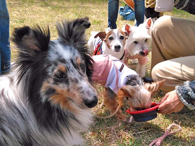 f:id:katekobe:20190408081032j:plain f:id:katekobe:20190408081032j:plain