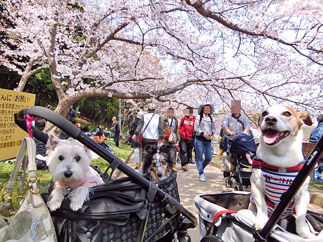 f:id:katekobe:20190408081408j:plain f:id:katekobe:20190408081408j:plain