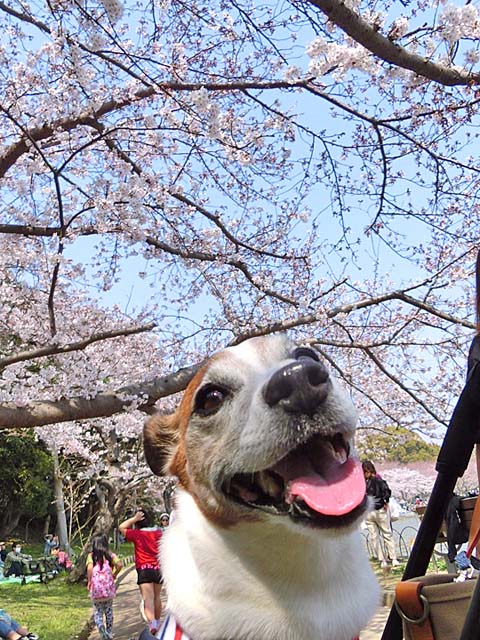 f:id:katekobe:20190408081633j:plain f:id:katekobe:20190408081633j:plain