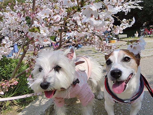 f:id:katekobe:20190408081749j:plain f:id:katekobe:20190408081749j:plain