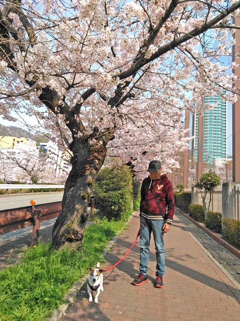 f:id:katekobe:20190409082128j:plain