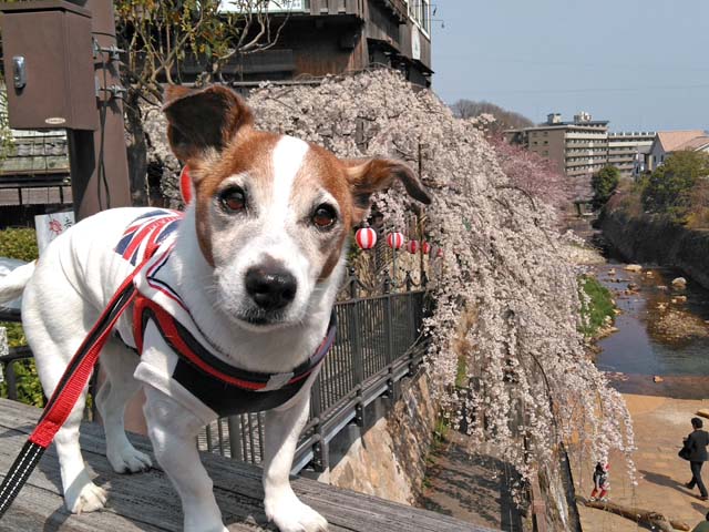 f:id:katekobe:20190411055514j:plain