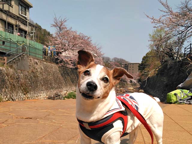 f:id:katekobe:20190411055727j:plain