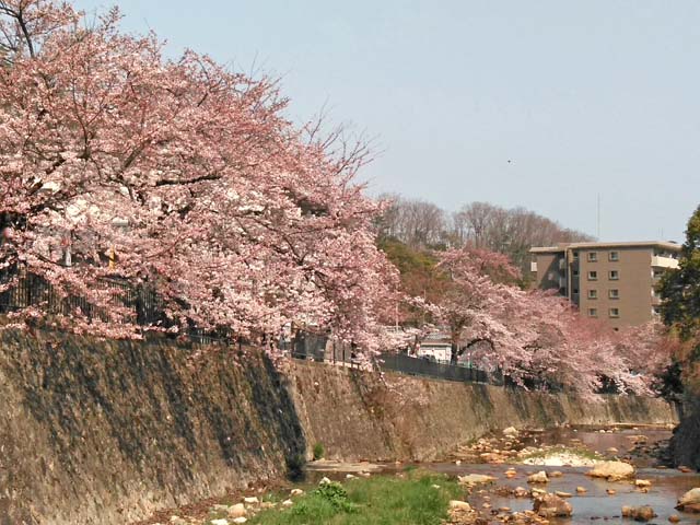 f:id:katekobe:20190411055738j:plain