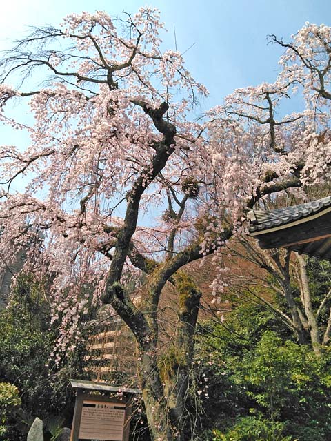 f:id:katekobe:20190411060549j:plain