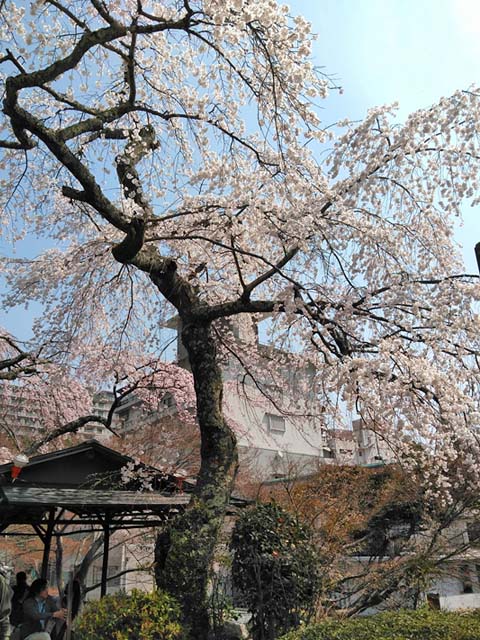 f:id:katekobe:20190411060659j:plain