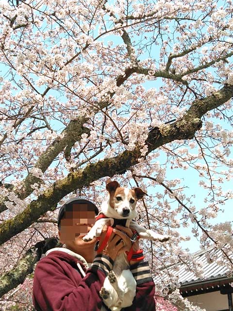 f:id:katekobe:20190411070343j:plain