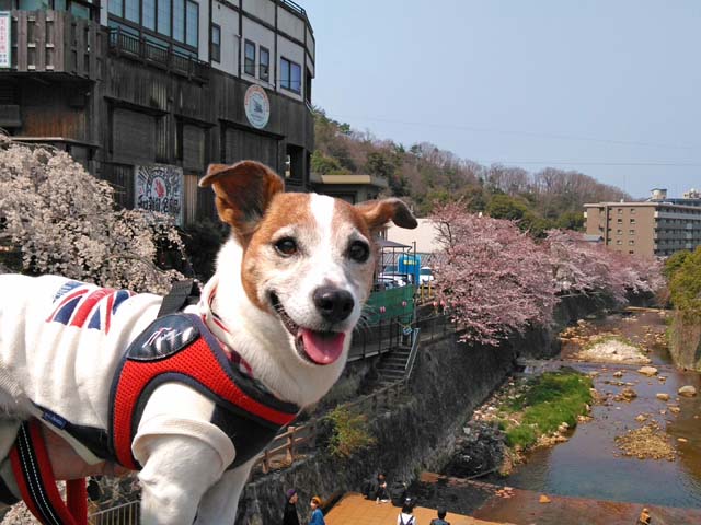 f:id:katekobe:20190411074416j:plain