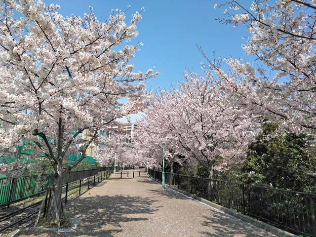 f:id:katekobe:20190412114225j:plain