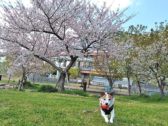 f:id:katekobe:20190414055811j:plain