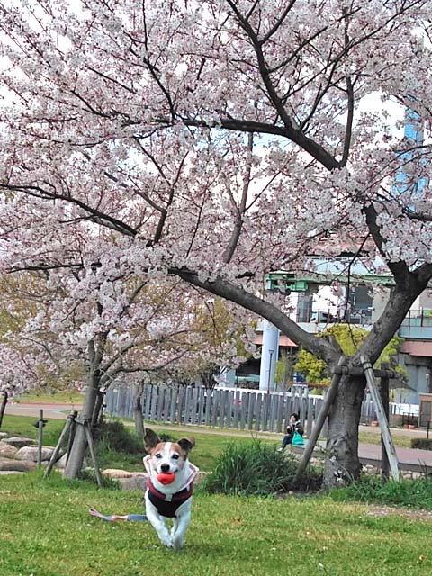 f:id:katekobe:20190414055822j:plain