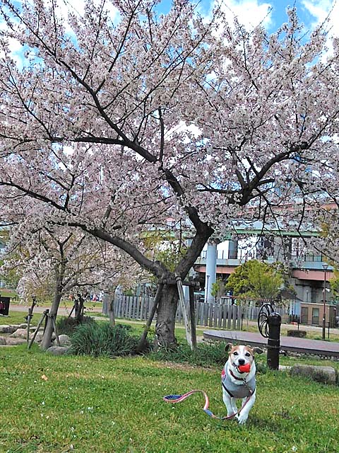 f:id:katekobe:20190414055837j:plain