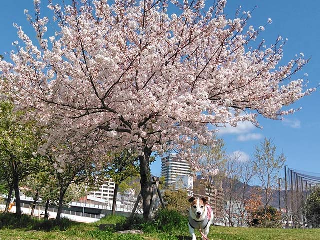 f:id:katekobe:20190414060127j:plain