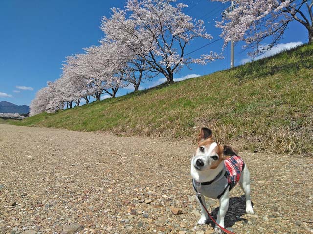 f:id:katekobe:20190415070316j:plain