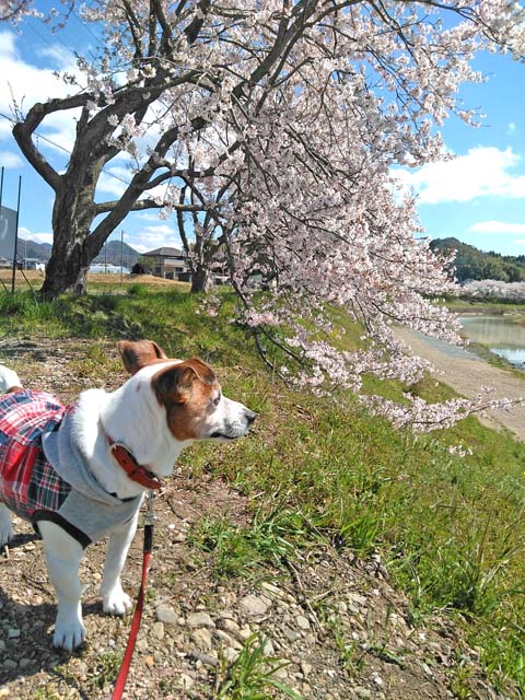 f:id:katekobe:20190415070356j:plain