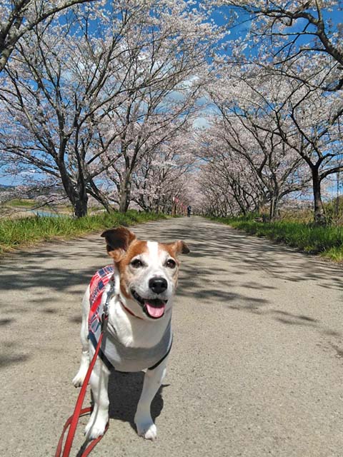 f:id:katekobe:20190415070540j:plain