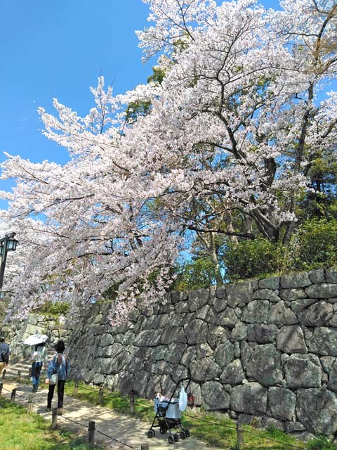 f:id:katekobe:20190415081929j:plain