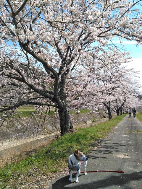 f:id:katekobe:20190415084213j:plain