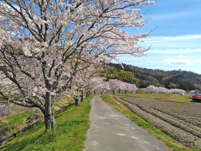 f:id:katekobe:20190415084229j:plain