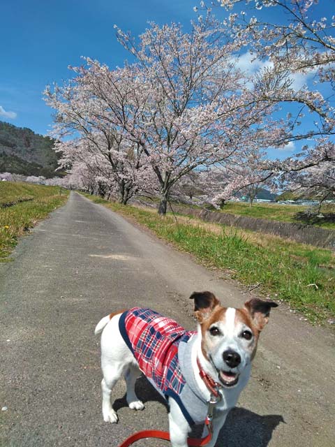 f:id:katekobe:20190415084732j:plain