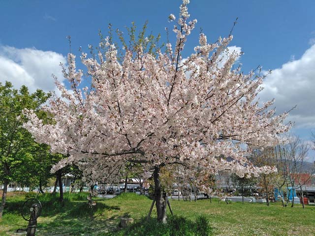 f:id:katekobe:20190417064721j:plain