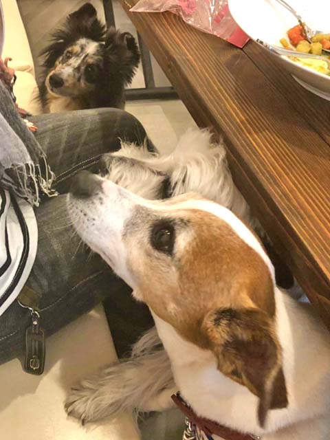 f:id:katekobe:20190426074421j:plain