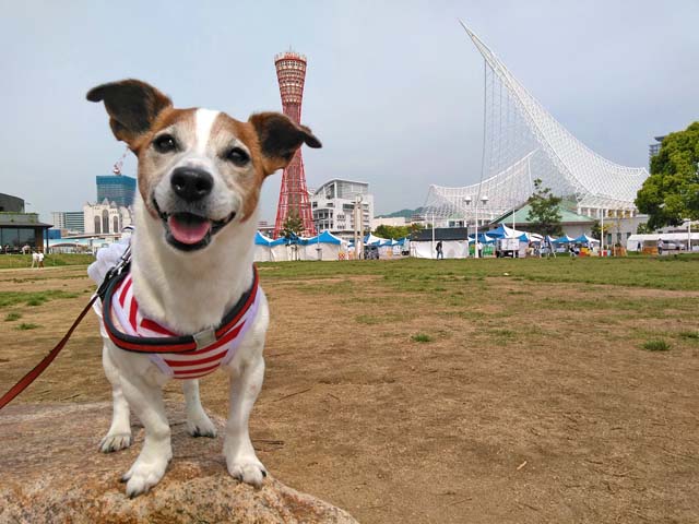 f:id:katekobe:20190506070735j:plain