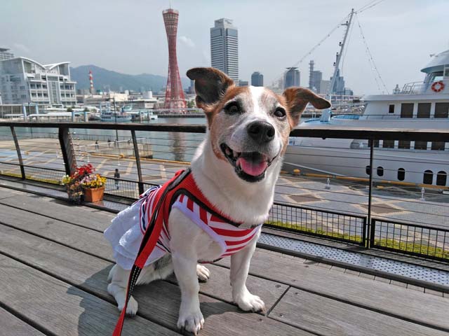 f:id:katekobe:20190506070806j:plain