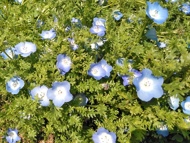 f:id:katekobe:20190507074337j:plain f:id:katekobe:20190507074337j:plain