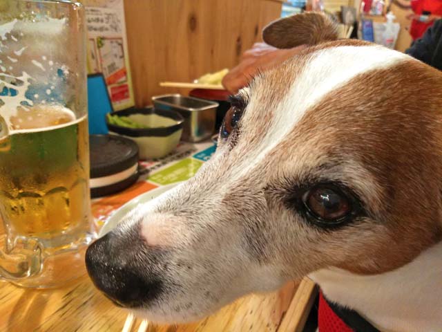 f:id:katekobe:20190508065828j:plain
