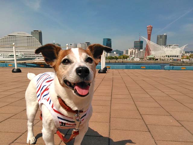 f:id:katekobe:20190517061329j:plain