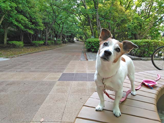 f:id:katekobe:20190603061408j:plain